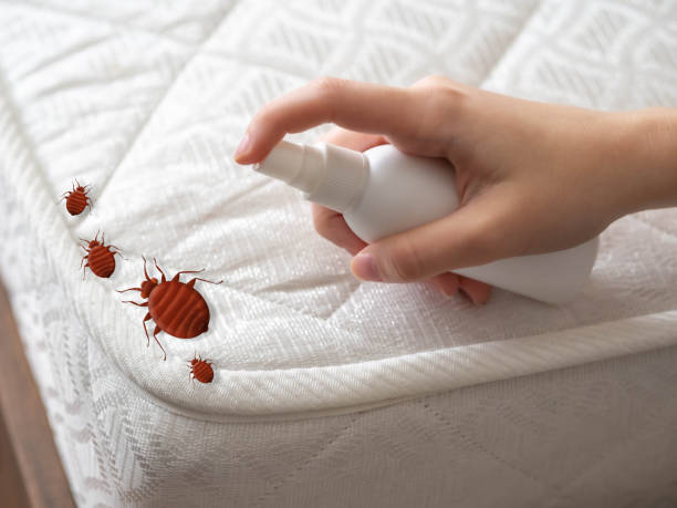 Trusted Ore City, TX Pest Control Experts