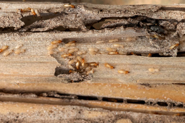 Best Cockroach Control Services  in Ore City, TX